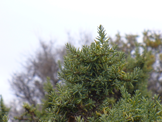 Suaeda divaricata Moq. (Chenopodiaceae)  -Punta Tombo, Argentina